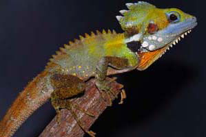 Cool Companions - Accommodation Port Hedland 2