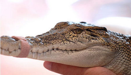 Cool Companions - Accommodation Port Hedland 3