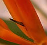 Zen Day Spa - Accommodation Port Hedland