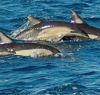 Dolphin Swim Australia - Accommodation Port Hedland