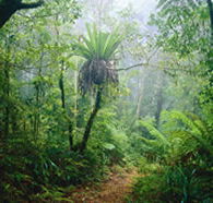Lamington National Park and OReillys - Accommodation Port Hedland