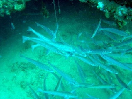 Underwater Sports Diving Centre - Accommodation Port Hedland 1