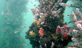 Underwater Sports Diving Centre - Accommodation Port Hedland 2
