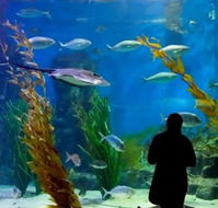 Melbourne Aquarium - Accommodation Port Hedland
