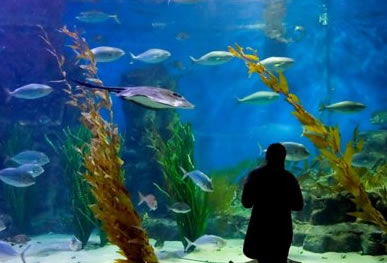 Melbourne Aquarium - Accommodation Port Hedland 0