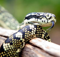 Reptile Encounters - Accommodation Port Hedland