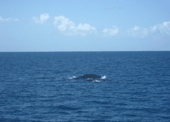 Carlo Fishing Charters - thumb 1