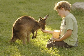Cleland Wildlife Park - Accommodation Port Hedland 4