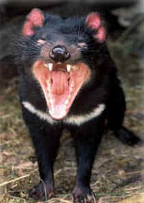 Zoo Doo Wildlife Park - Accommodation Port Hedland 4