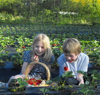 Blue Hills Berries  Cherries - Accommodation Port Hedland