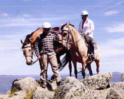 High Country Horses - Accommodation Port Hedland 3