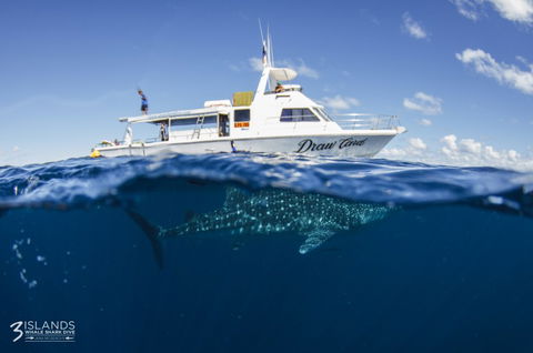 Three Islands Whale Shark Dive - Accommodation Port Hedland 4