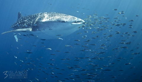 Three Islands Whale Shark Dive - Accommodation Port Hedland 5