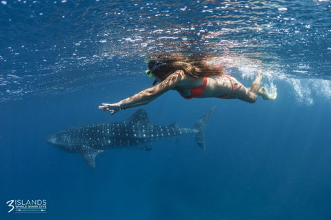 Three Islands Whale Shark Dive - Accommodation Port Hedland 6