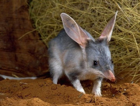 David Fleay Wildlife Park - Accommodation Port Hedland 2