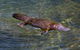 David Fleay Wildlife Park - thumb 4