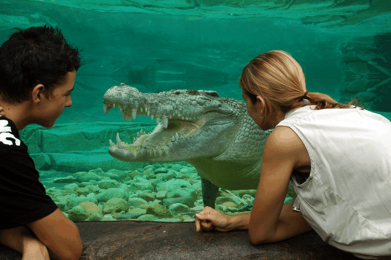 Cairns Wildlife Dome - Accommodation Port Hedland 1