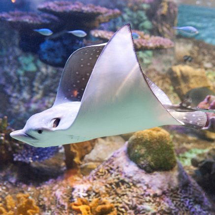 Melbourne Aquarium - Accommodation Port Hedland 4