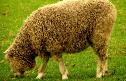 Collingwood Children's Farm - Accommodation Port Hedland 3