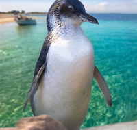 Penguin Island - Accommodation Port Hedland