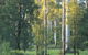 Big Brook Arboretum - thumb 0