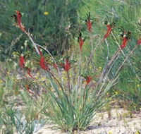 Kalbarri Wildflower Centre - Accommodation Port Hedland
