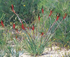 Kalbarri Wildflower Centre - Accommodation Port Hedland 0