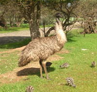 Minlaton Fauna Park - Accommodation Port Hedland