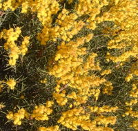 Dalwallinu Remnant Bushland - Accommodation Port Hedland