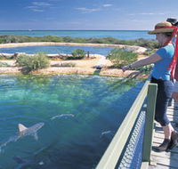 Shark Bay Marine Park - Accommodation Port Hedland