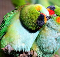 Rainbow Jungle - The Australian Parrot Breeding Centre - Accommodation Port Hedland