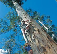 Dave Evans Bicentennial Tree - Accommodation Port Hedland