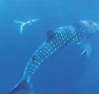 Ningaloo Marine Park - Accommodation Port Hedland