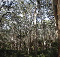 Boranup Karri Forest - Accommodation Port Hedland