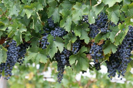 Capel Vale Wines - Accommodation Port Hedland 0