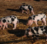 Will's Rare Breeds Farm - Accommodation Port Hedland