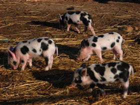 Will's Rare Breeds Farm - Accommodation Port Hedland 0