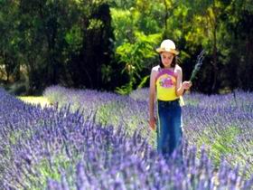 Brayfield Park Lavender Farm - Accommodation Port Hedland 0