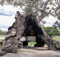 The Herbig Family Tree - Accommodation Port Hedland