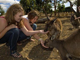 Kangaroo Island Wildlife Park - Accommodation Port Hedland 0