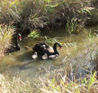Tamar Island Wetlands Reserve and Interpretation Centre - Accommodation Port Hedland