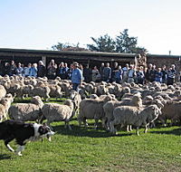 Curringa Farm - Accommodation and Farm Tours - Accommodation Port Hedland
