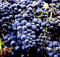 Laurel Bank Vineyard - Accommodation Port Hedland