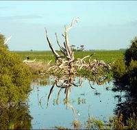 Bool Lagoon Game Reserve and Hacks Lagoon Conservation Park - Accommodation Port Hedland