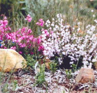 Stokes Bay Bush Garden - Accommodation Port Hedland