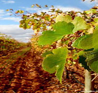 Mirabella Vineyards - Accommodation Port Hedland