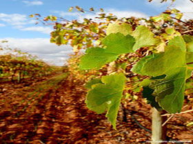 Mirabella Vineyards - Accommodation Port Hedland 0