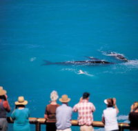 Whale Watching At Head Of Bight - Accommodation Port Hedland