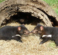 Wing's Wildlife Park - Accommodation Port Hedland