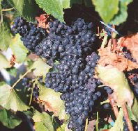 Darlington Vineyard - Accommodation Port Hedland
